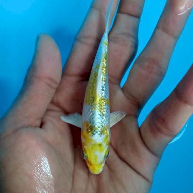 Hariwake ginrin 10cm