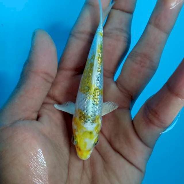 Hariwake ginrin 10cm