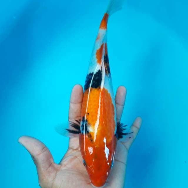 Showa Bahan Keep 27cm