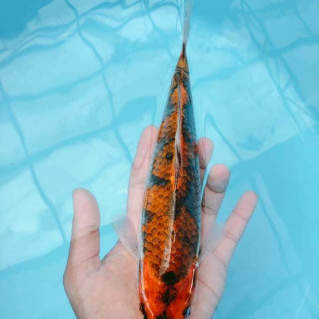 GHOSIKI KURO 27CM M