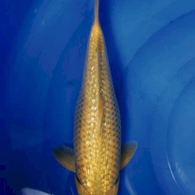 Midori gindrin munuk joss 35cm