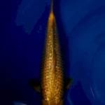 Midori gindrin munuk joss 35cm