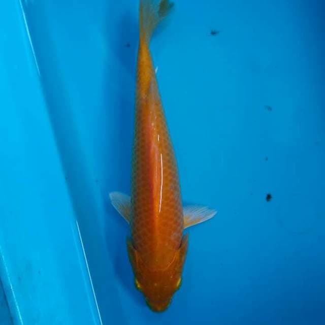Karasi
