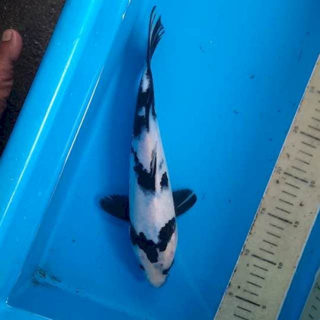 Shiro 33cm