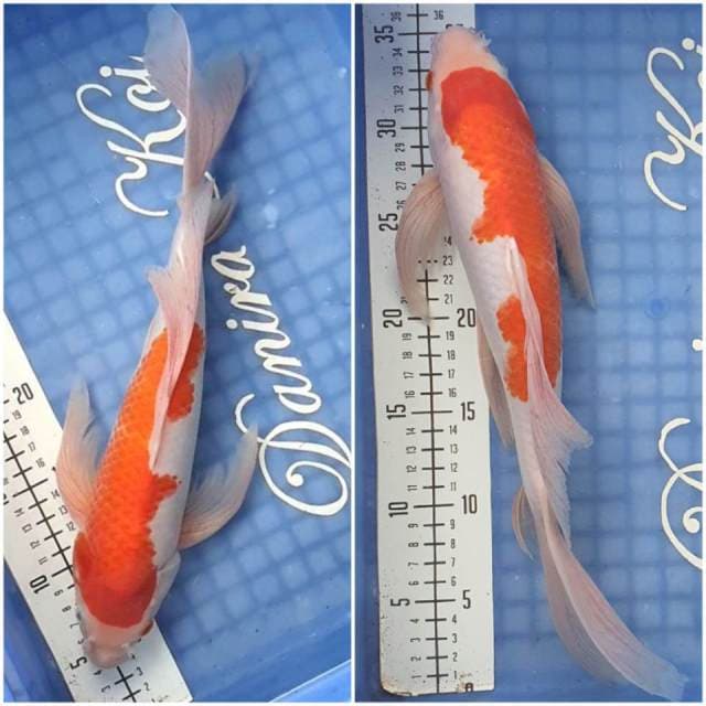 35cm Kumpay kohaku