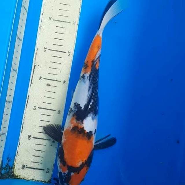 Showa 33cm