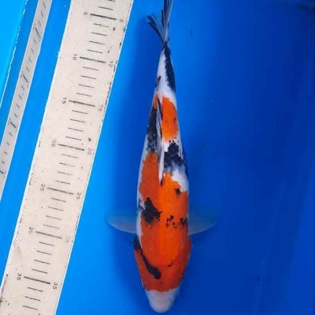 Showa 33cm