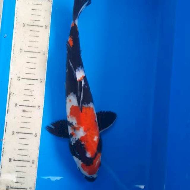 Showa 36cm