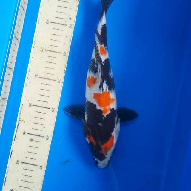 Showa 32cm