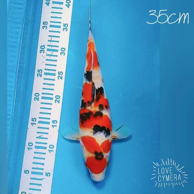 Maruten sanek 35cm