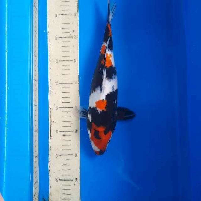 Showa maroten 33cm