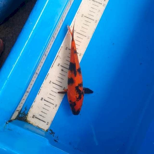 Utsuri 25cm