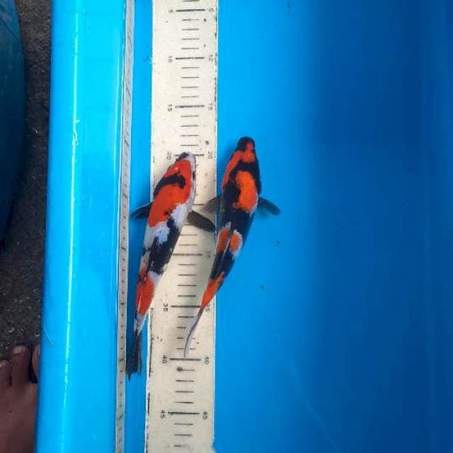 Showa 22-23cm 2 ekor