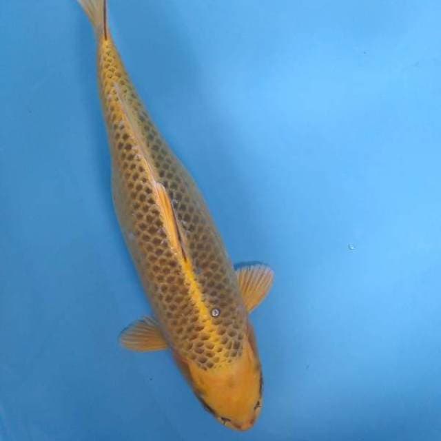 Ki Matsuba 35cm