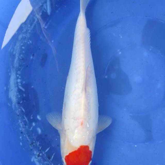 Tancho Doitsu kohaku 34cm