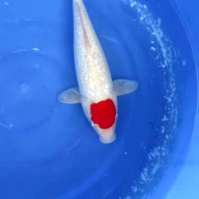 Tancho Kohaku Ginrin HQ 30cm