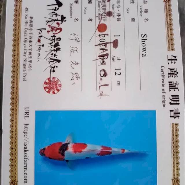 Kindai showa tategoi import 28cm