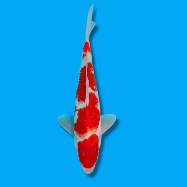 Kohaku joss jantan