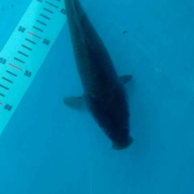 penjinak kolam.