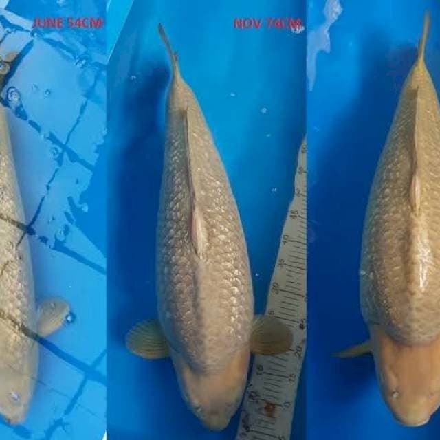1 CHAGOI IMPORT MARUDO
