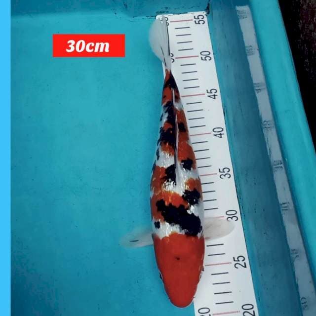 Original sanke ginrin 30cm
