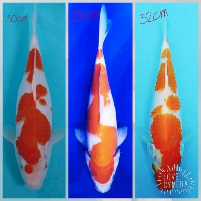 3 kohaku 27-30-32cm