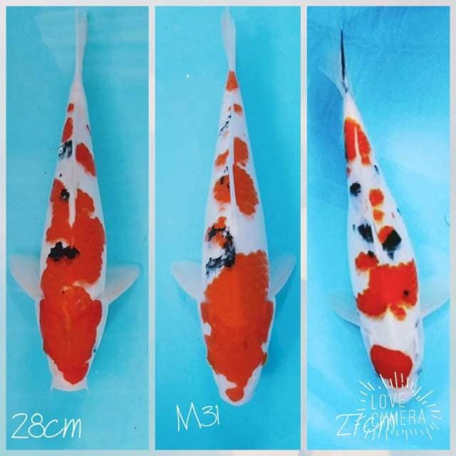 Sanke 3 ukure 27-28-32cm