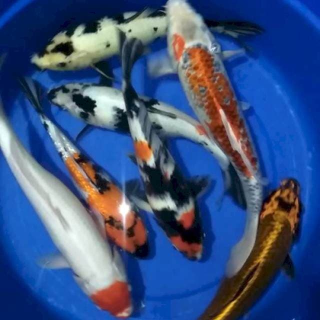 Mix 29-40cm 7 ekor