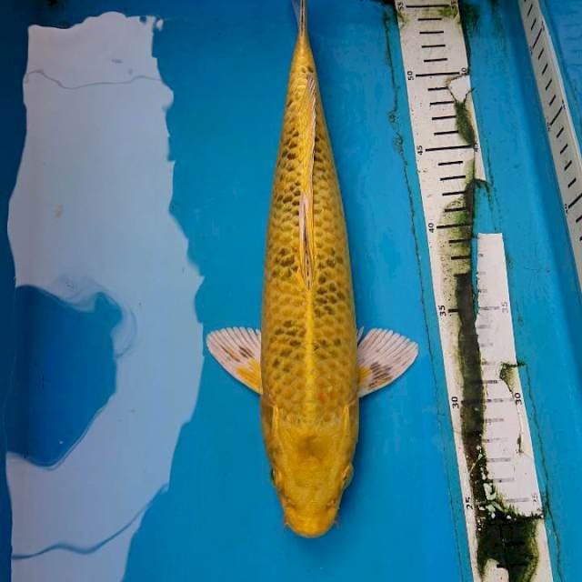 Kin ki Utsuri 32 cm