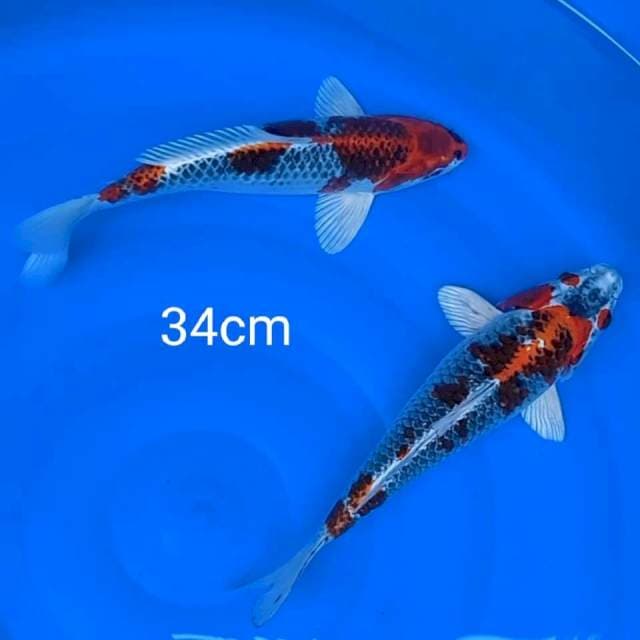 Kujaku 34cm
