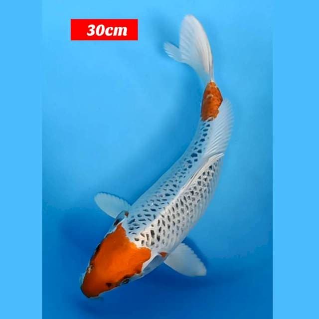 Kujaku 30cm