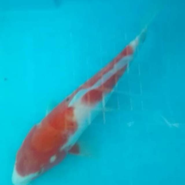 kohaku.31