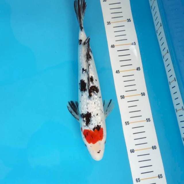 Tancho sanke gindrin 30cm