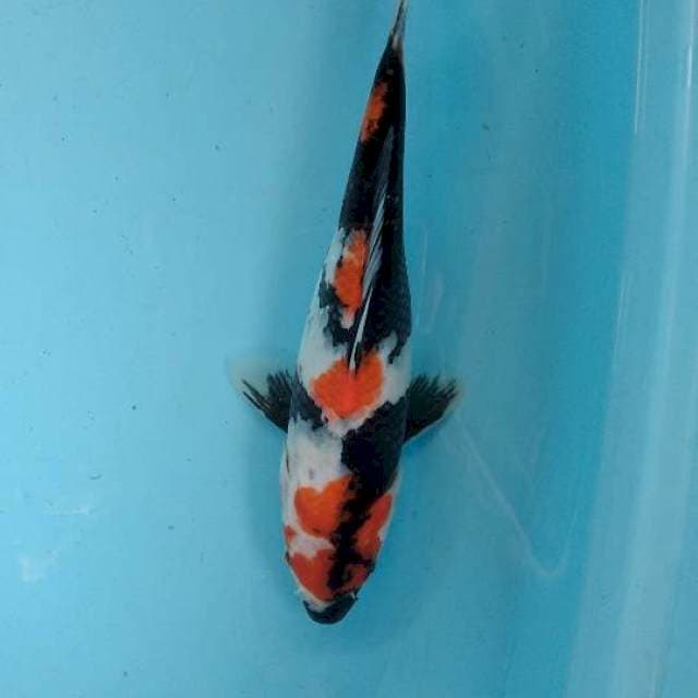 Showa 28cm