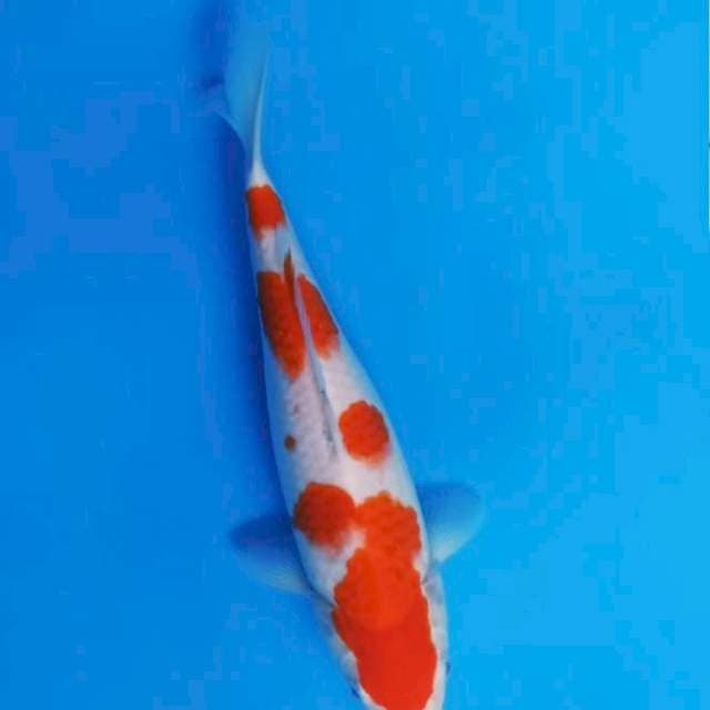 Kohaku