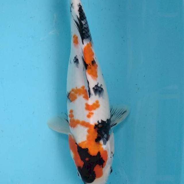 Showa kanoko 34cm