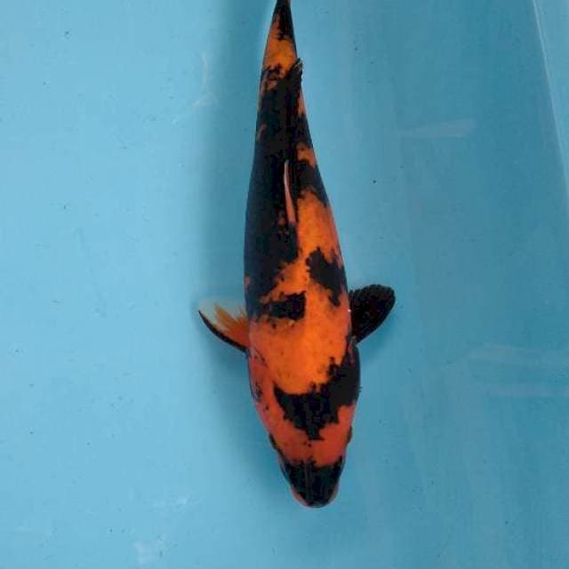 Hiutsuri 28cm 