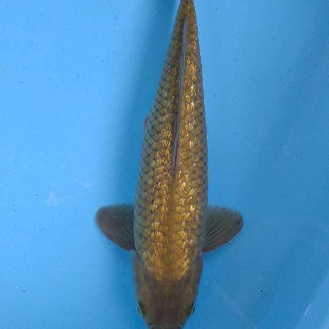 Chagoi midori gindrin 34cm