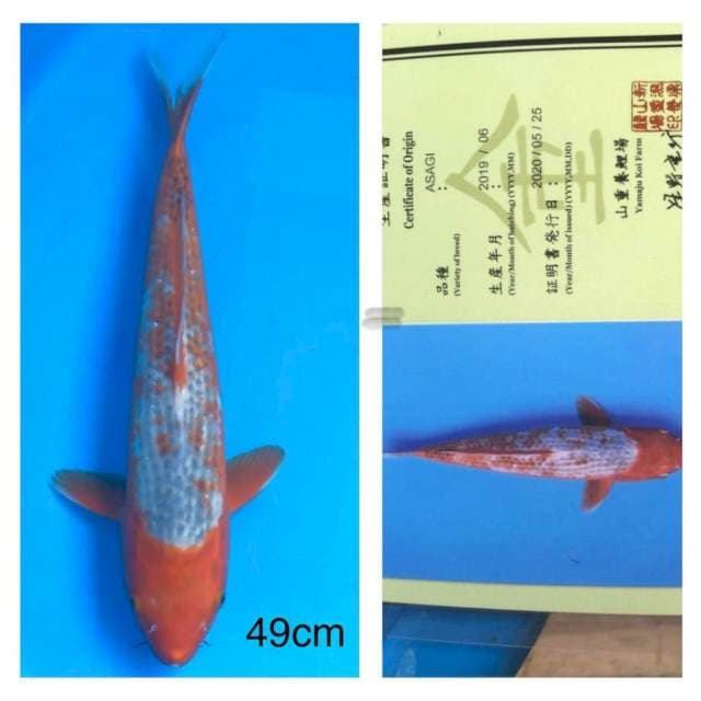 Asagi 49cm Yamaju Koi Farm