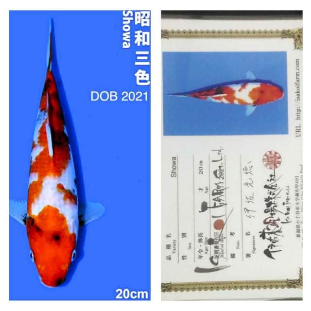 Showa 20cm Isa Koi Farm 