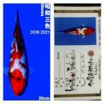 Showa 20cm Isa Koi Farm 