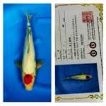Tancho Showa 40cm Ogata Koi Farm