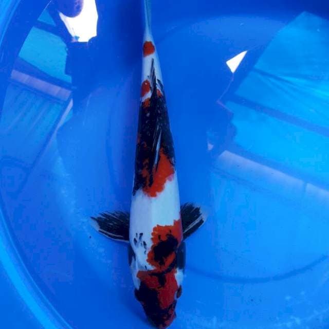 Showa 40 cm