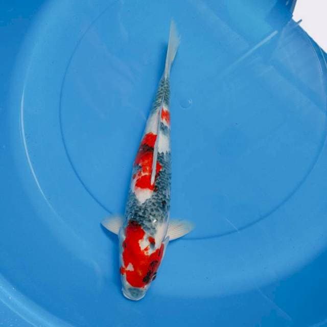 Showa 40 cm