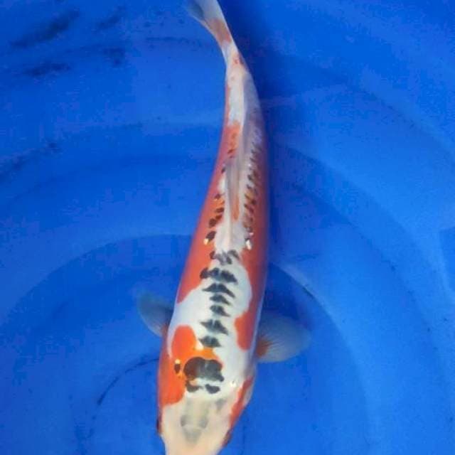 Hana Shusui 33cm