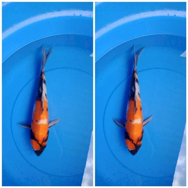 Showa 39cm