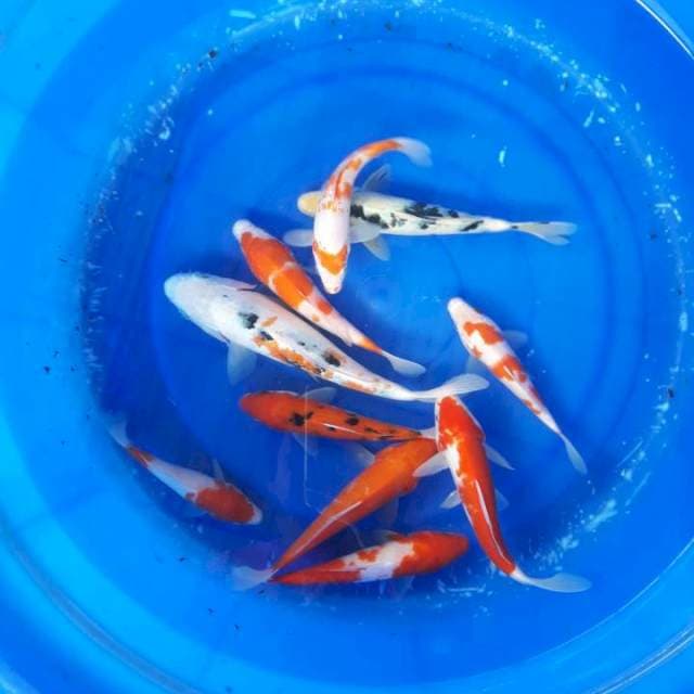 Mix koi