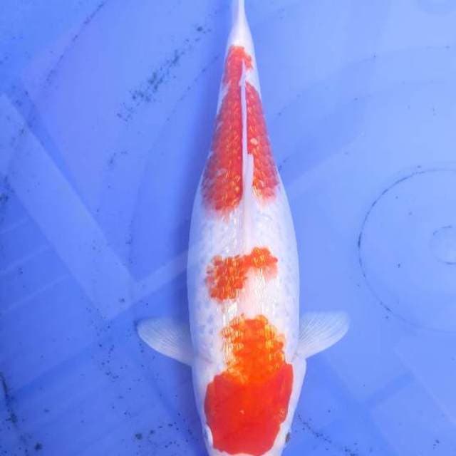 Kohaku kucibeni Ginrin 34cm