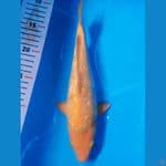 golden corn 25 cm