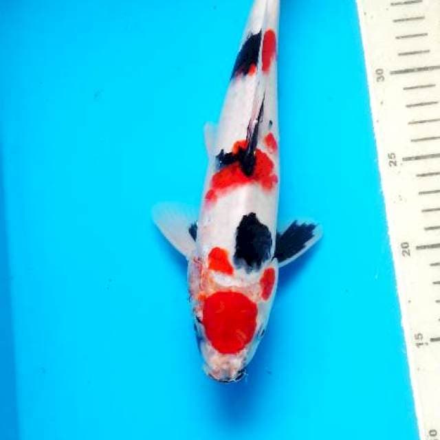 showa 28 cm male